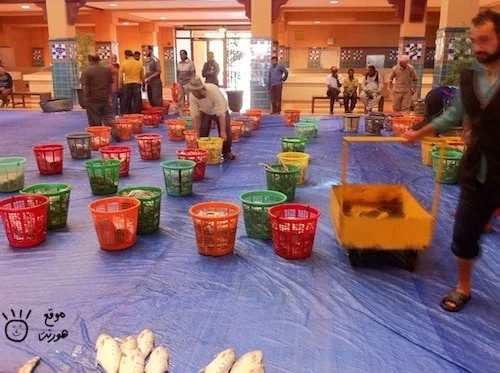 ترتيب السمك الذي سيباع في المزاد fish