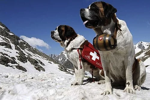 switzerland saint bernard switzerland saint bernard